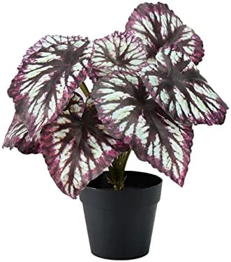 Serene Spaces Living Artificial Begonia Cathayana in Black Pot