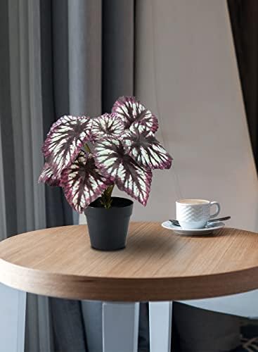 Serene Spaces Living Artificial Begonia Cathayana in Black Pot