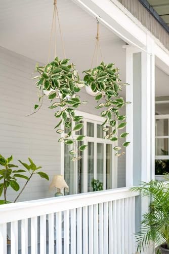 DILATATA 26 Inch Faux Peperomia Hanging Plants 2 Pack