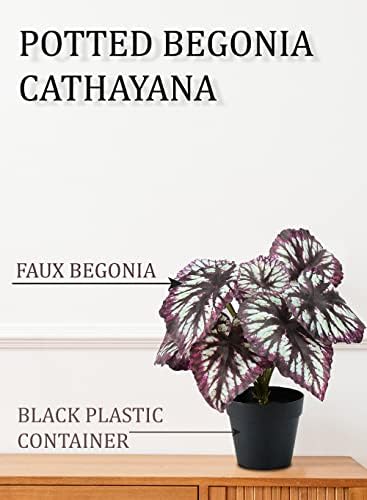 Serene Spaces Living Artificial Begonia Cathayana in Black Pot