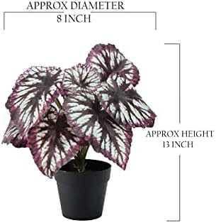 Serene Spaces Living Artificial Begonia Cathayana in Black Pot