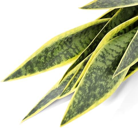 215 Inch Artificial Snake Plant Yellow in White Pot