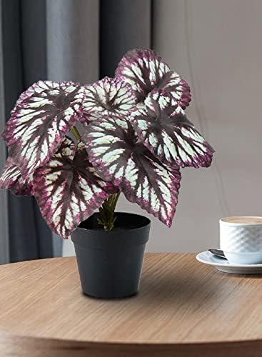 Serene Spaces Living Artificial Begonia Cathayana in Black Pot
