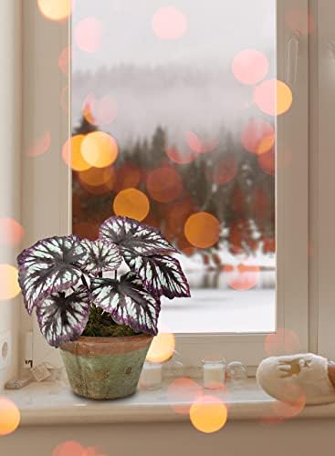 Serene Spaces Living Artificial Begonia Cathayana in Black Pot