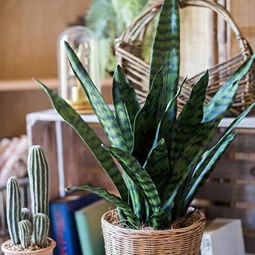 Summer Flower 23in Faux Snake Plant Leaves Set