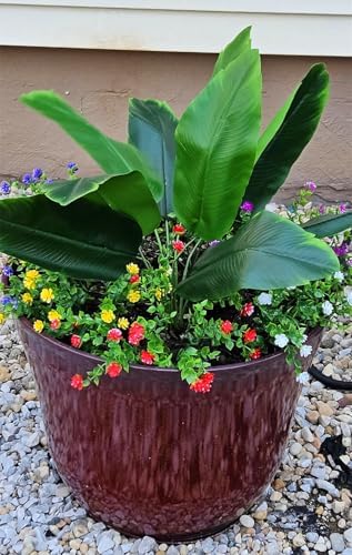 Fake Bird of Paradise Plant 30 Inch 2 Pack Artificial Tropical Plants