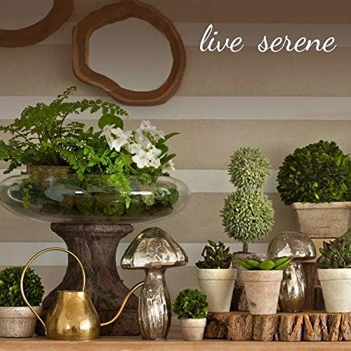 Serene Spaces Living Artificial Begonia Cathayana in Black Pot
