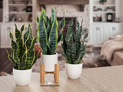 Hollyone Artificial Snake Plant with Solid Wood Stand