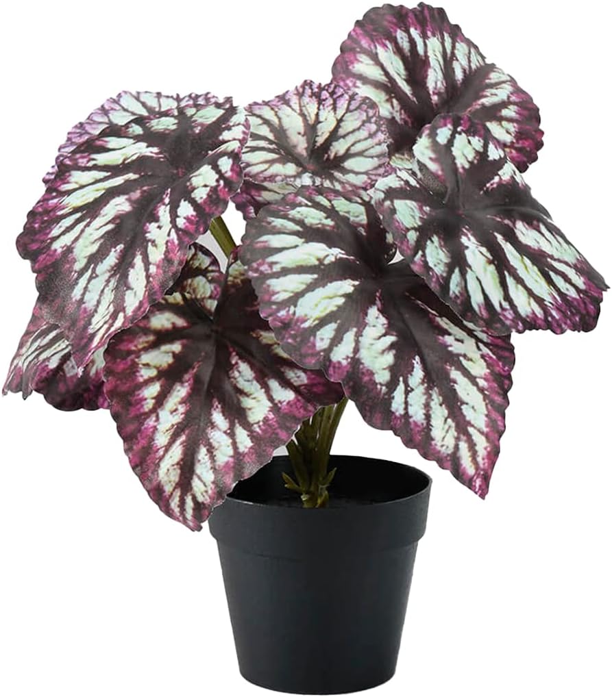 Serene Spaces Living Artificial Begonia Cathayana in Black Pot