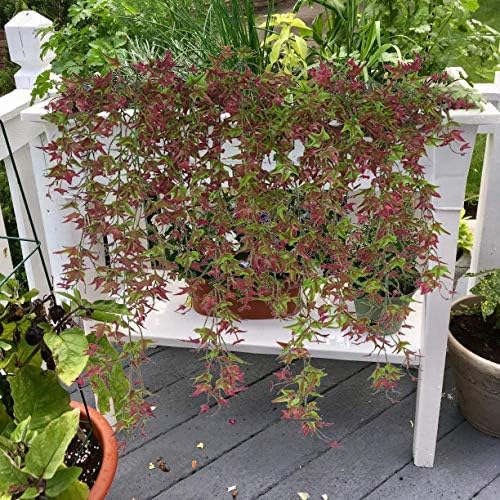 CATTREE Artificial Hanging Vine with Red Leaves 2 Pcs