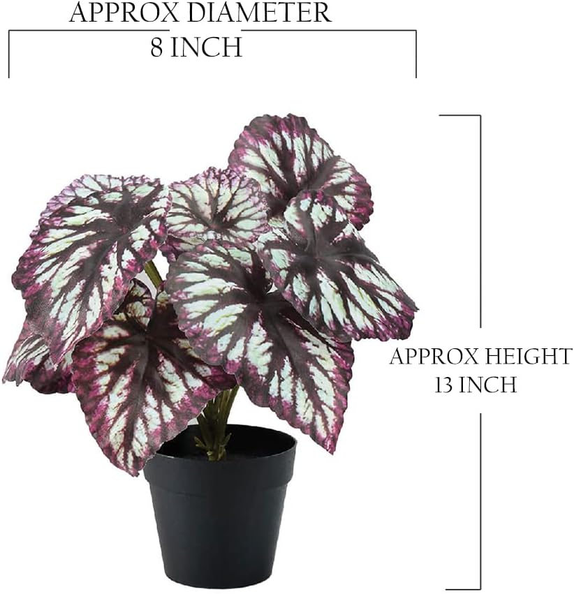 Serene Spaces Living Artificial Begonia Cathayana in Black Pot